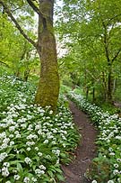 1305 Woodland Walk Chris Gilbert, Ravenseye Gallery, Peak District, Photographs, Courses